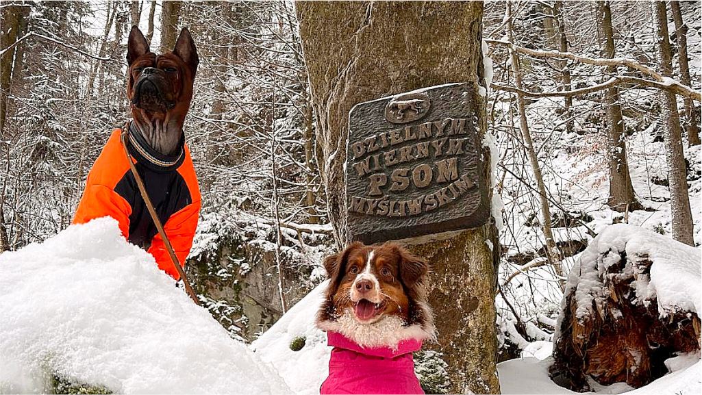 Noworoczny dog trekking