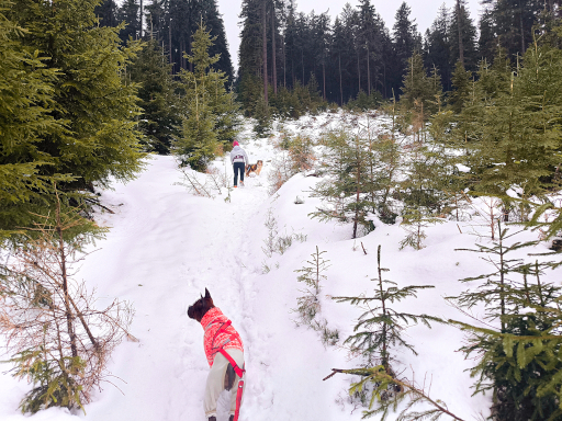 Czernica w roztopach
