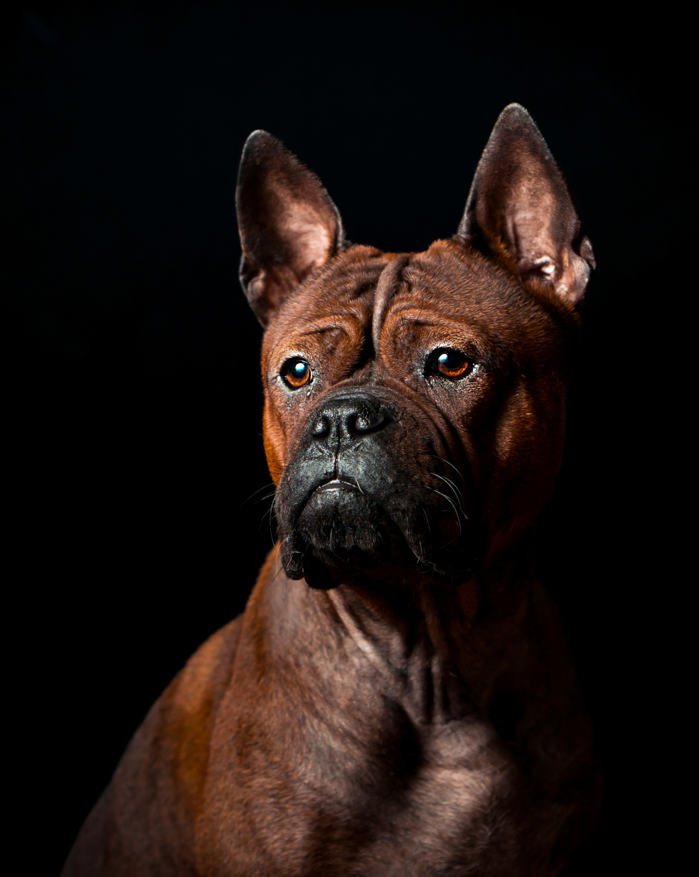 Crimson Dragons of Shu - Authentic Chongqing Dog